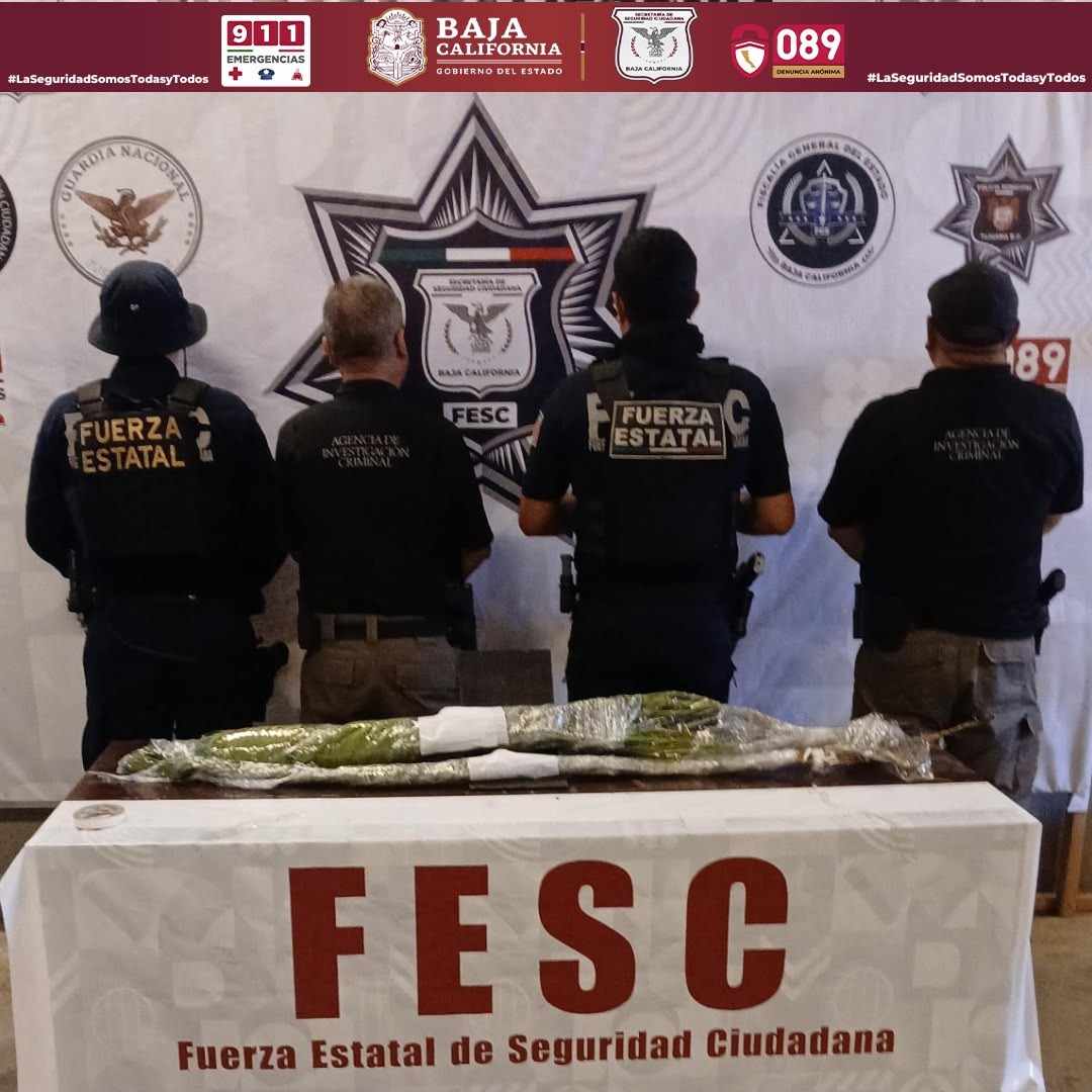 DENUNCIA CIUDADANA PERMITE LOCALIZAR PLANTÍO; SE ASEGURARON MÁS DE 16 MIL PLANTAS DE MARIHUANA