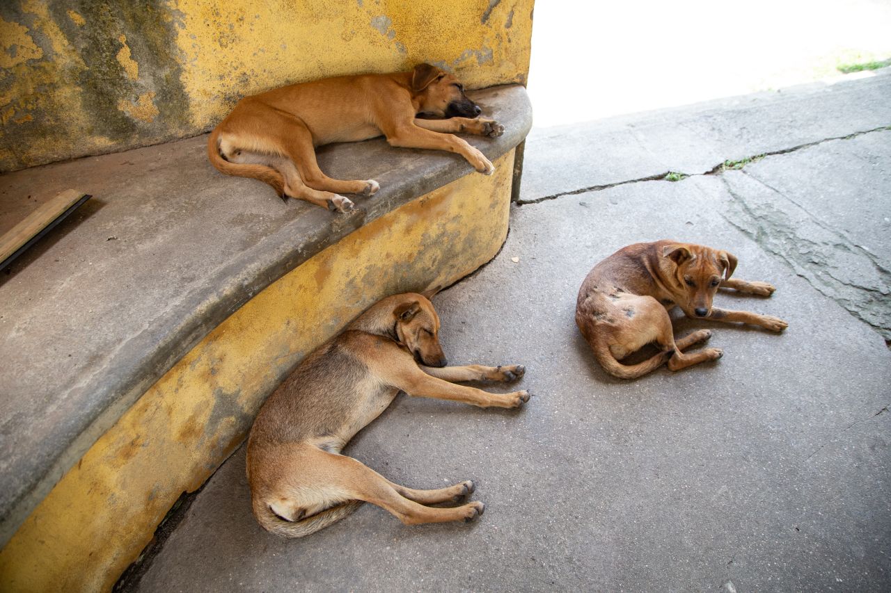PROMUEVE SECRETARÍA DE MEDIO AMBIENTE LA ESTERILIZACIÓN DE ANIMALES DE FAMILIA